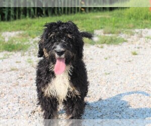 Bernedoodle Puppy for sale in MACON, IL, USA