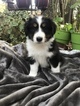 Small Photo #4 Australian Shepherd Puppy For Sale in WELLBORN, FL, USA