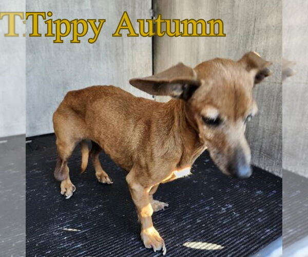 Medium Photo #9 Dachshund Puppy For Sale in San Antonio, TX, USA