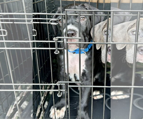 Medium Photo #1 American Pit Bull Terrier-Unknown Mix Puppy For Sale in Rockaway, NJ, USA