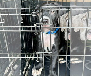 American Pit Bull Terrier-Unknown Mix Dogs for adoption in Rockaway, NJ, USA
