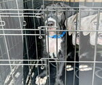 Small American Pit Bull Terrier Mix