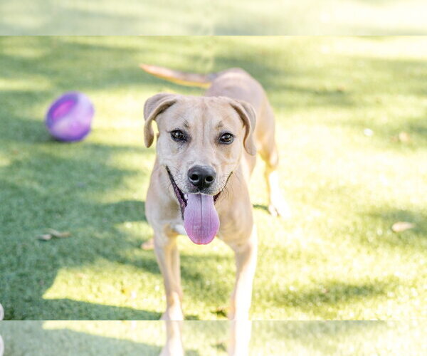 Medium Photo #5 Labrador Retriever-Unknown Mix Puppy For Sale in Hilton Head, SC, USA