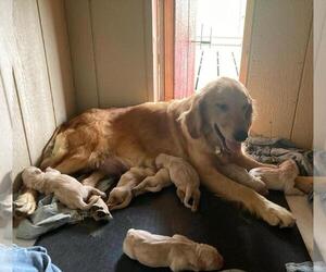 Mother of the Golden Retriever puppies born on 09/12/2020