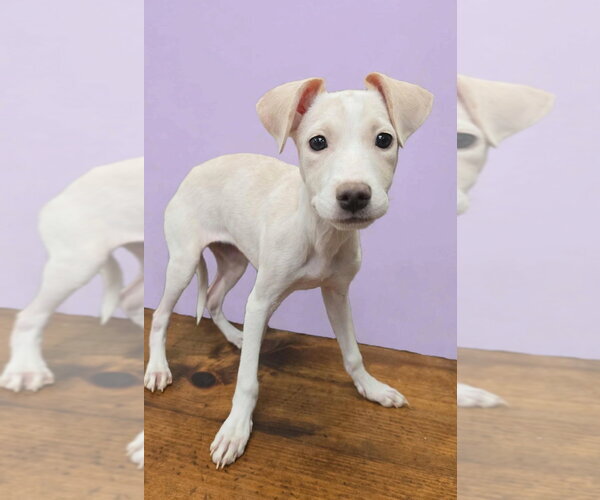 Medium Photo #3 Beagle-Unknown Mix Puppy For Sale in New York, NY, USA