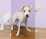 Small #2 Beagle Mix