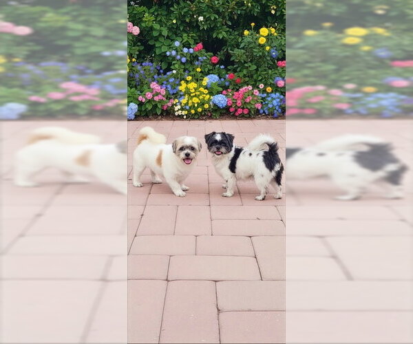 Medium Photo #4 Shih Tzu Puppy For Sale in Weston, FL, USA