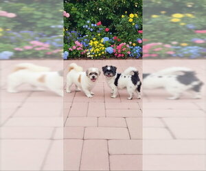 Orville & Prescott - Male Shih Tzu Dog for Adoption - Photo #2