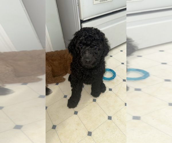 Medium Photo #1 Goldendoodle Puppy For Sale in TOLEDO, OH, USA