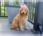 Small #2 Goldendoodle (Miniature)