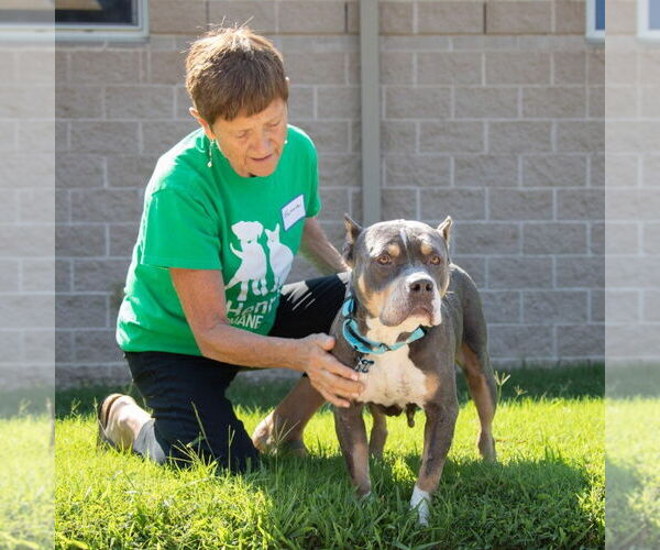 Medium Photo #6 Bullypit Puppy For Sale in Glen Allen, VA, USA