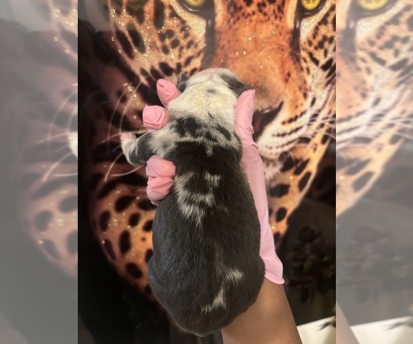 Medium Photo #21 American Bully Puppy For Sale in SEVERN, MD, USA