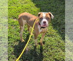 Small #2 American Pit Bull Terrier