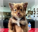 Small Photo #9 Pomeranian Puppy For Sale in DE LEON SPRINGS, FL, USA
