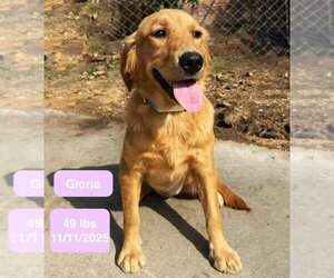 Golden Retriever Dogs for adoption in West Hollywood, CA, USA