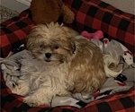 Small Photo #3 Zuchon Puppy For Sale in DENVER, CO, USA