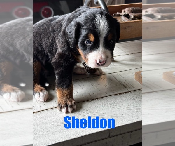 Medium Photo #6 Bernese Mountain Dog Puppy For Sale in EVART, MI, USA
