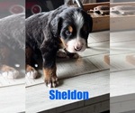 Small #5 Bernese Mountain Dog
