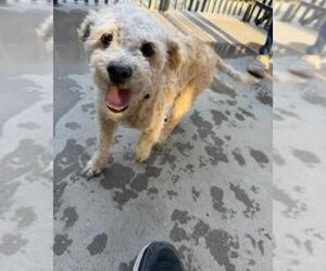 Maltese Dogs for adoption in Santa Maria, CA, USA