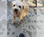 Small Maltese