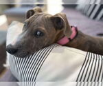 Small #1 American Staffordshire Terrier Mix