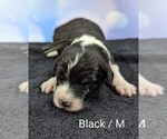 Puppy Black Sheepadoodle