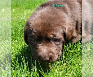 Labrador Retriever Puppy for Sale in DAVISON, Michigan USA