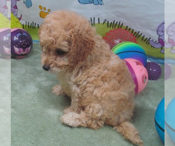 Medium Photo #1 Cavapoo Puppy For Sale in RATTAN, OK, USA