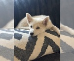 Small Photo #4 Pomsky Puppy For Sale in LOVELAND, CO, USA