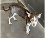 Small #1 Miniature Pinscher-Siberian Husky Mix
