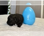 Small #15 Aussiedoodle Miniature 