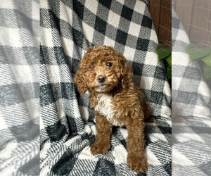 Poodle (Miniature) Litter for sale in CHRISTIANA, PA, USA