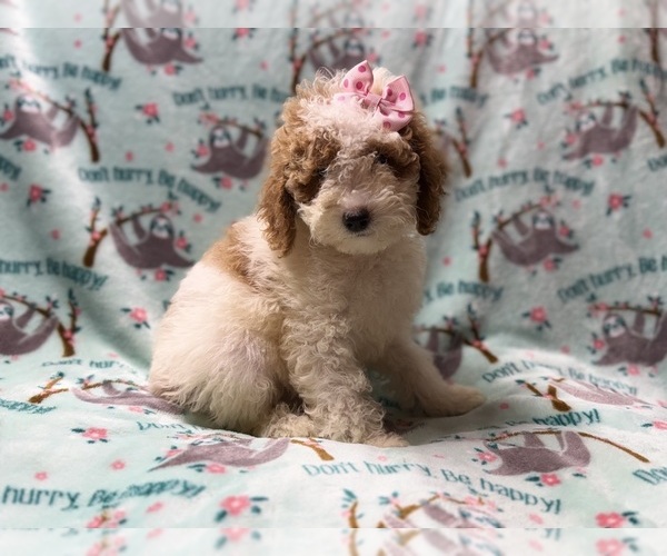 Medium Photo #8 Poodle (Miniature) Puppy For Sale in LAKELAND, FL, USA