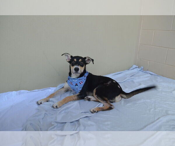 Medium Photo #1 German Shepherd Dog-Unknown Mix Puppy For Sale in McKinney, TX, USA