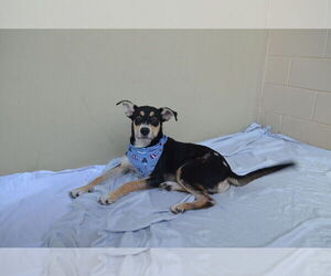German Shepherd Dog-Unknown Mix Dogs for adoption in McKinney, TX, USA