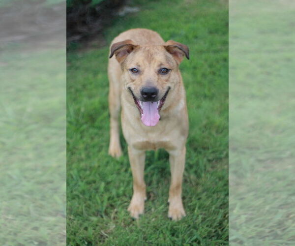 Medium Photo #6 American Pit Bull Terrier-Golden Retriever Mix Puppy For Sale in Cookeville, TN, USA