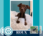 Roux (Scooters Skittles) 100326 - Female Chiweenie Dog for Adoption - Small photo