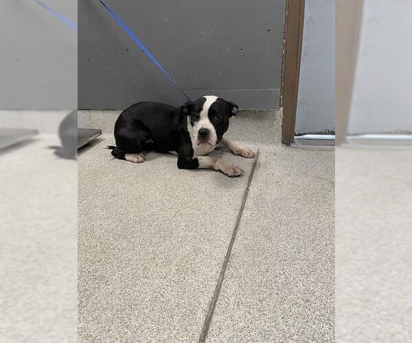 Medium Photo #1 American Pit Bull Terrier Puppy For Sale in Tallahassee, FL, USA