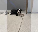 Small American Pit Bull Terrier