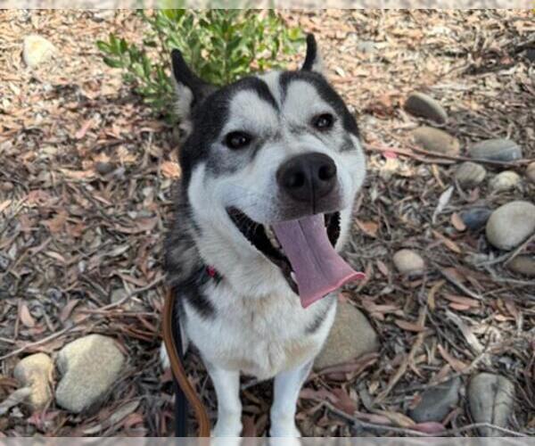 Medium Photo #1 Siberian Husky Puppy For Sale in Martinez, CA, USA