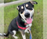 Small #1 Mutt