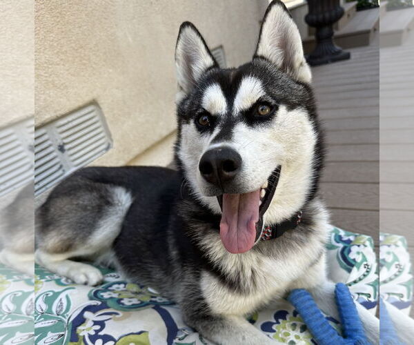 Medium Photo #3 Siberian Husky Puppy For Sale in Newport Beach, CA, USA