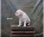 Puppy Revolt Labrador Retriever