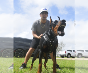 Mother of the Doberman Pinscher puppies born on 05/28/2025