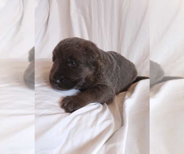 Medium Photo #1 German Shepherd Dog Puppy For Sale in LITCHFIELD, MI, USA