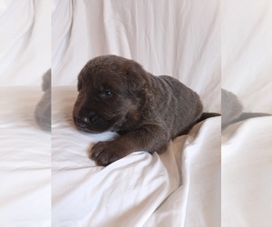 German Shepherd Dog Puppy for sale in LITCHFIELD, MI, USA