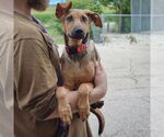 Small #2 German Shepherd Dog-Greyhound Mix