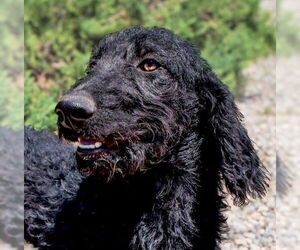 Poodle (Standard)-Unknown Mix Dogs for adoption in Albuquerque, NM, USA