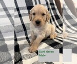 Puppy Dark Green Golden Retriever