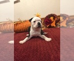 Small Photo #3 Boston Terrier Puppy For Sale in GLADEWATER, TX, USA